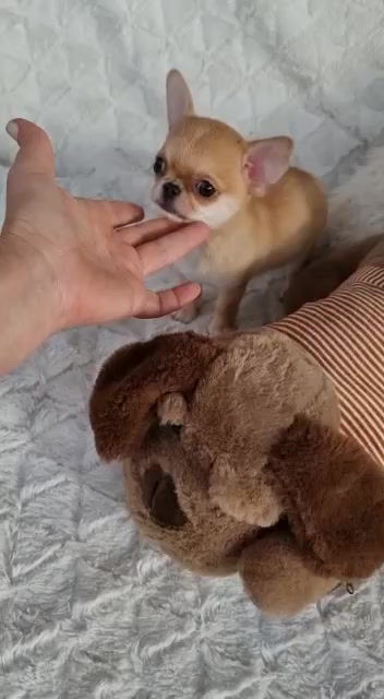 Miniatura: Chihuahua  - Macho