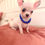 Thumbnail: Chihuahua  - Macho