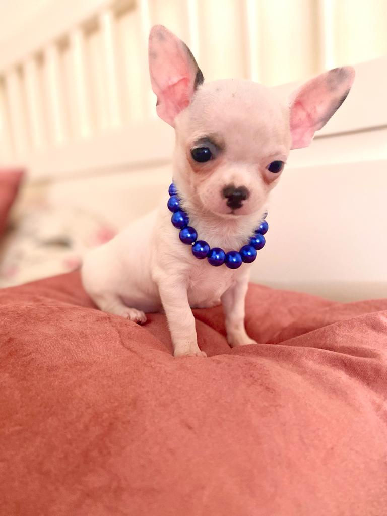 Miniatura: Chihuahua  - Macho