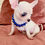 Thumbnail: Chihuahua  - Macho