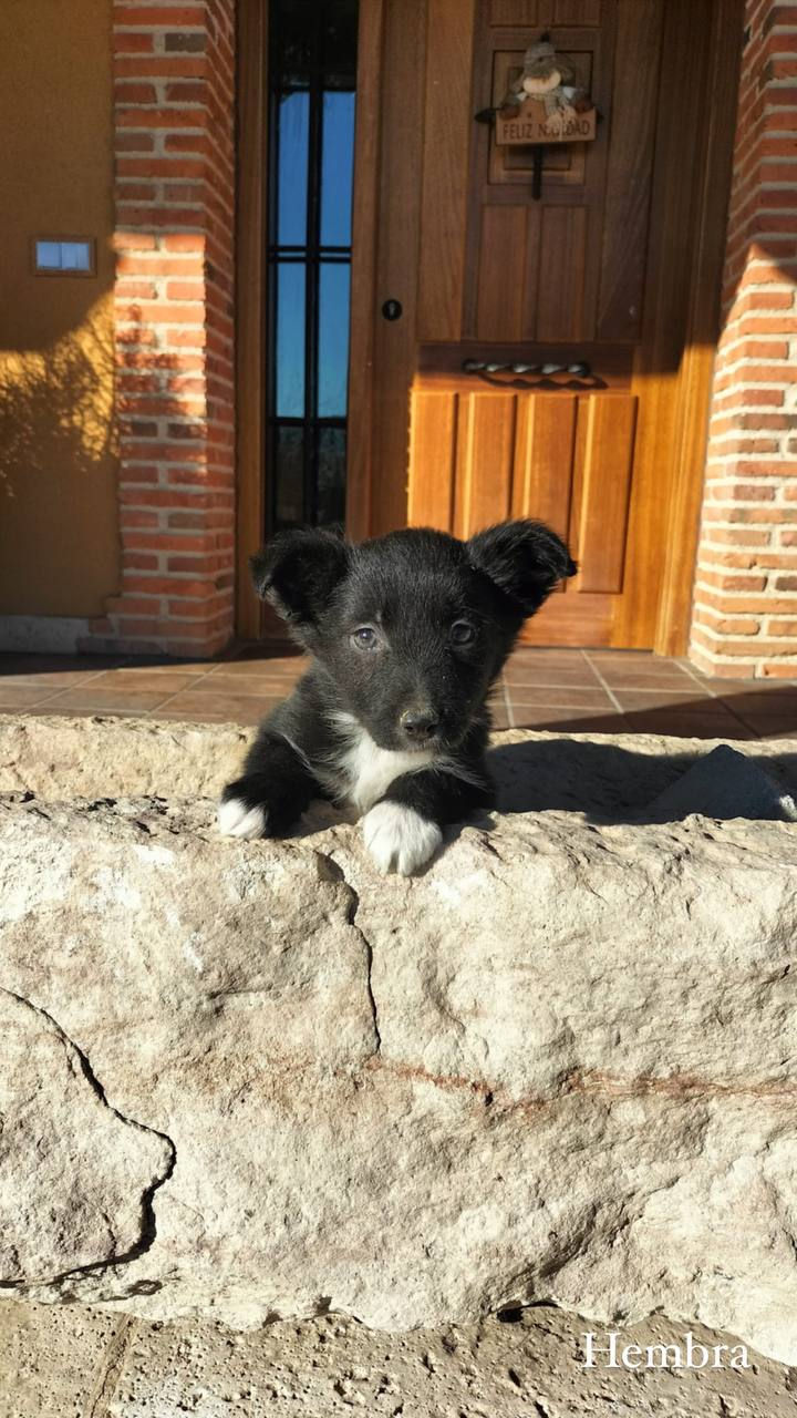 Border Collie Hembra