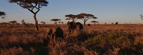 Paysage d’Afrique symbolisant les destinations de transport et de fret africaines.