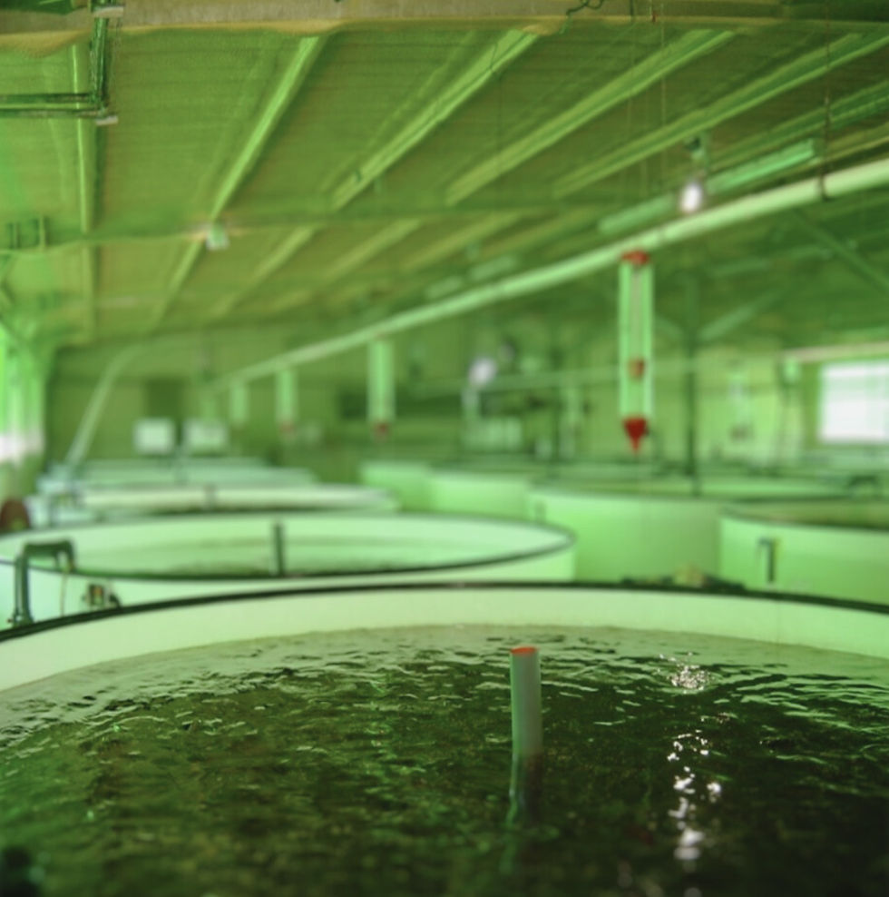 Recirculated aquaculture systems provide conditions conducive to the proliferation of infectious agents, highlighting the need for effective management and monitoring.