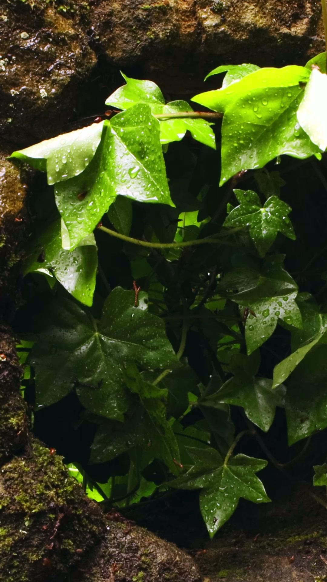 GRUDGE (WITCH OF THE VALE REMIX)