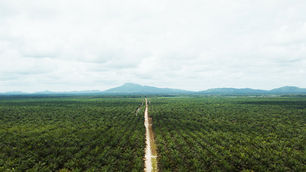 Cargill ramps up supply of segregated sustainable palm oil in North America
