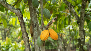 Research: Cocoa beans exported from Côte d'Ivoire linked to deforestation in Liberia