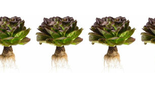 JEPCO introduces hydroponically grown lettuce in UK Co-op stores