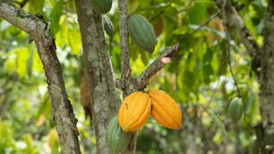 Cocoa trails and cashew nuts: An exploration of Côte d'Ivoire's rich raw commodities
