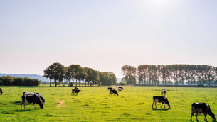DSM-Firmenich and Deloitte partner on animal protein sustainability