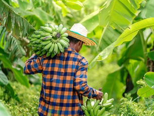 World Banana Forum prepares for 4th Global Conference amid multiple challenges