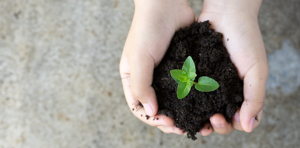 Holding Plant