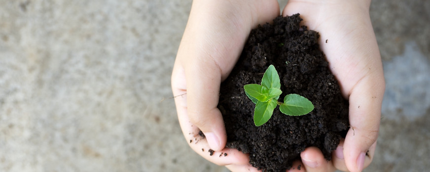 Holding Plant