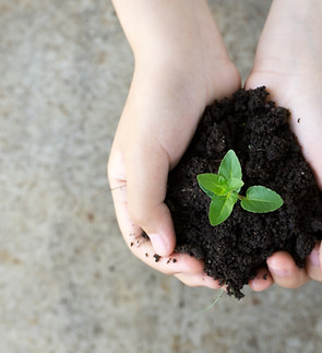 Holding Plant