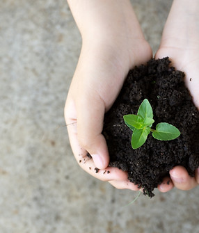 Holding Plant