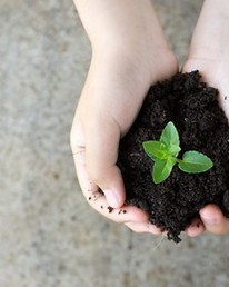 Holding Plant