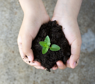 Holding Plant