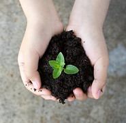 Holding Plant