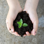 Holding Plant
