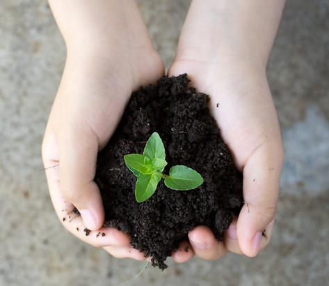 Holding Plant