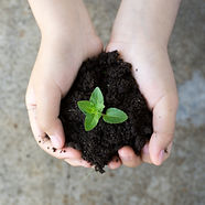 Holding Plant