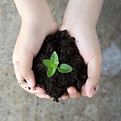 Holding Plant