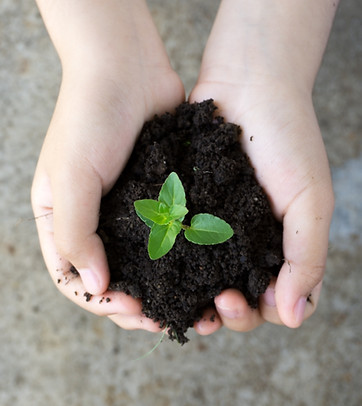 plante