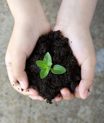 Holding Plant