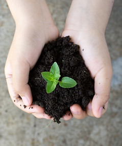Holding Plant
