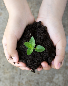 Holding Plant