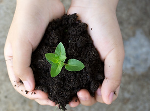 Holding Plant