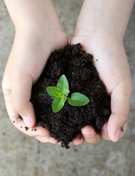 Holding Plant