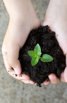 Holding Plant