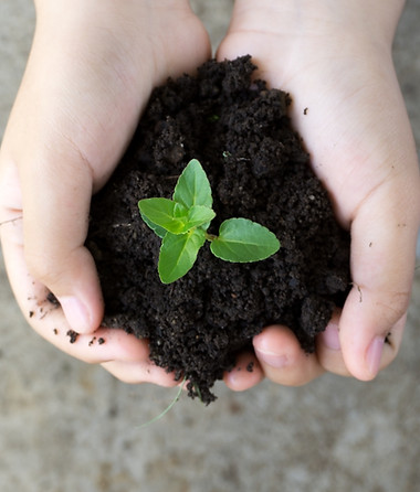 Holding Plant