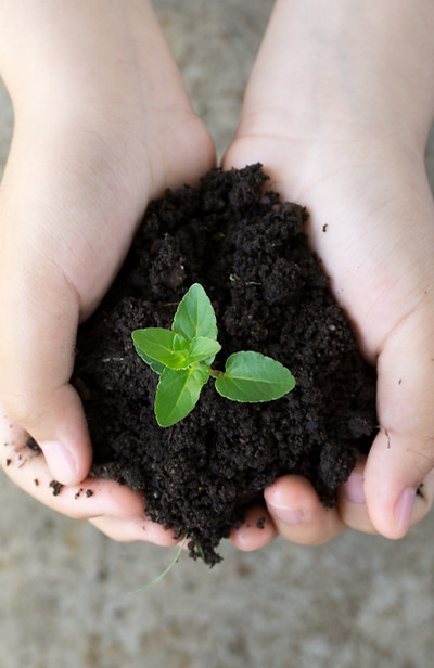 Holding Plant
