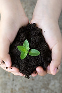 Holding Plant