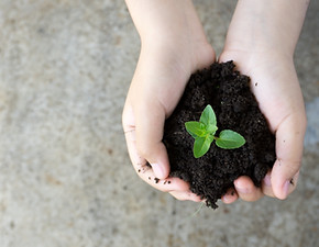 Holding Plant