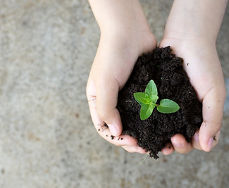 Holding Plant