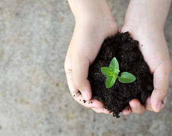 Holding Plant