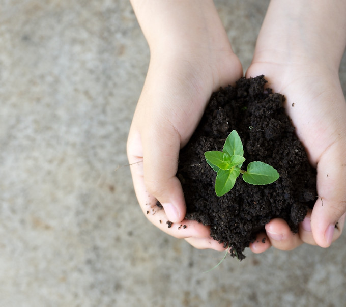 Holding Plant