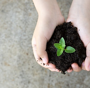 Holding Plant