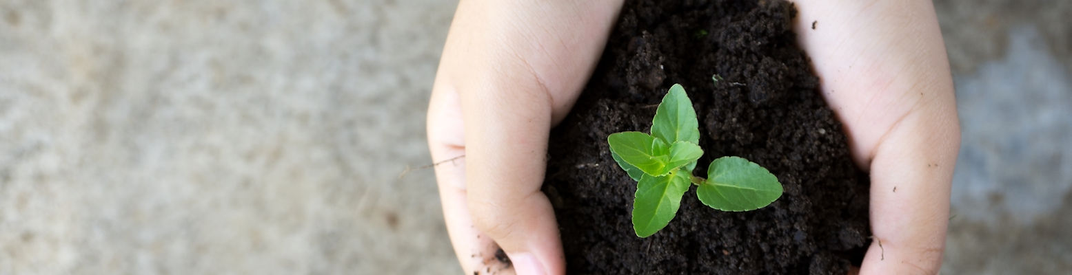 Hands Holding Sprout
