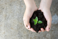 Holding Plant