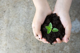 Holding Plant