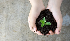 Holding Plant