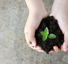 Holding Plant