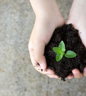 Holding Plant