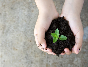 Holding Plant