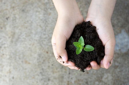 Holding Plant