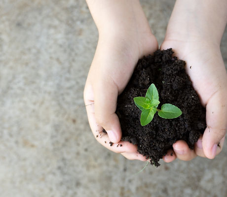 Holding Plant