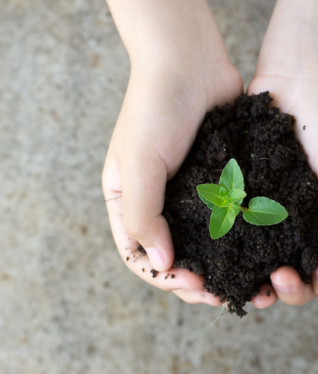 Holding Plant